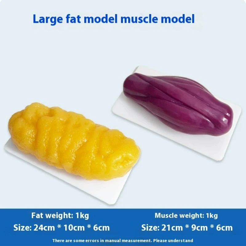 Nutrition Fitness And Health - Repliki ludzkich mięśni i tkanki tłuszczowej,